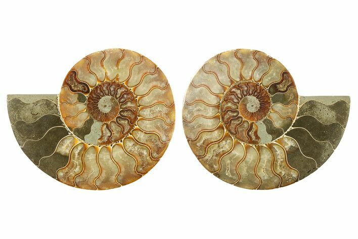Cut & Polished, Agatized Ammonite Fossil - Madagascar #267964